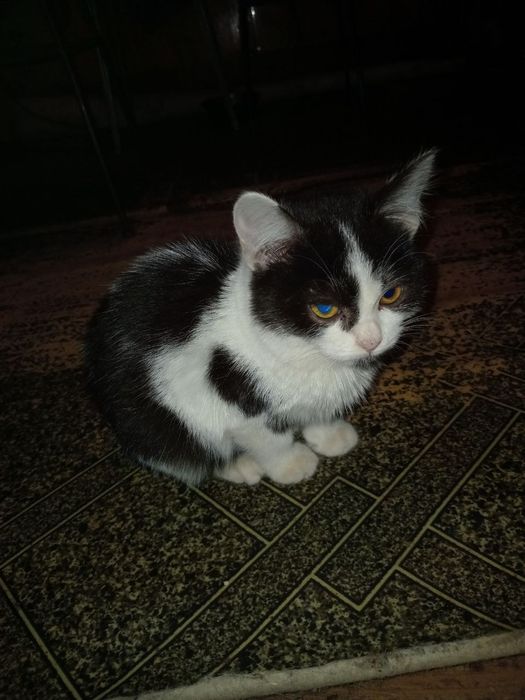 Кошеня Сіма 4 міс+безкоштовна стерилізація