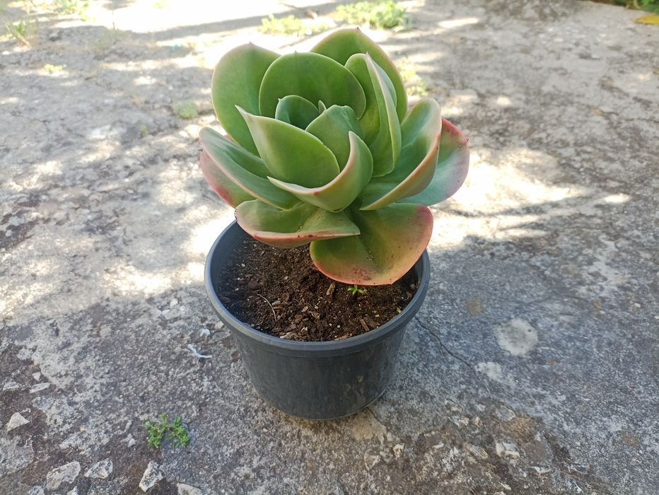 Planta   mandala