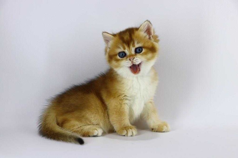 Сама красива британська коішечка-золота шиншилла