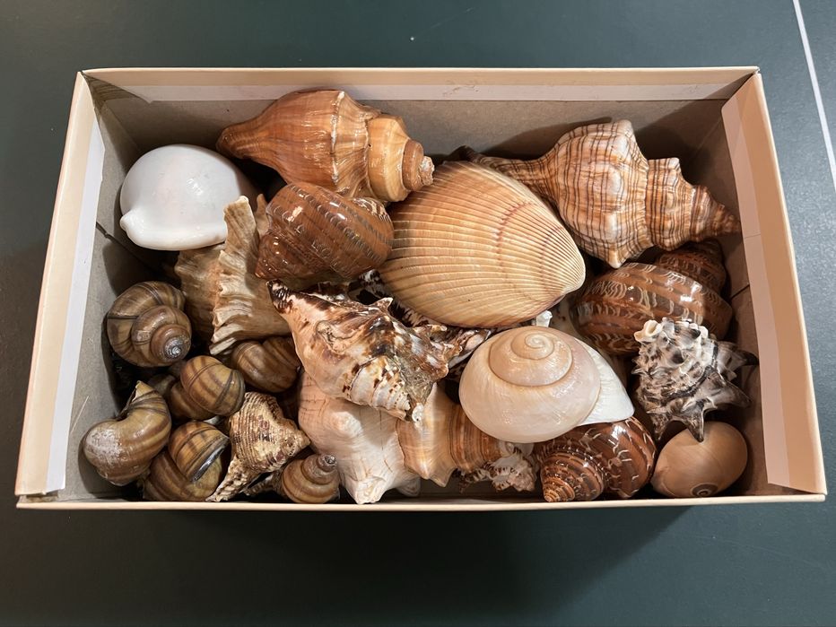 Muszle morskie ozdobne