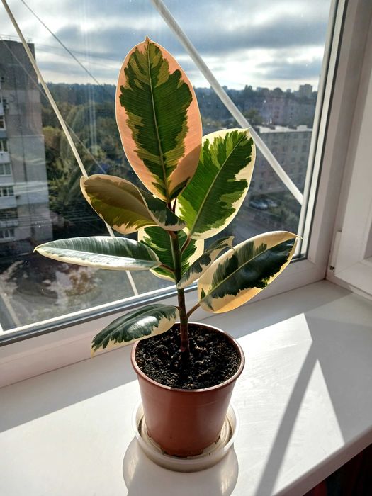 Фікус Тініке- Еластіка