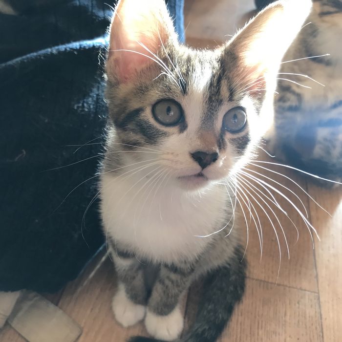 Котята в хороші руки безкоштовно