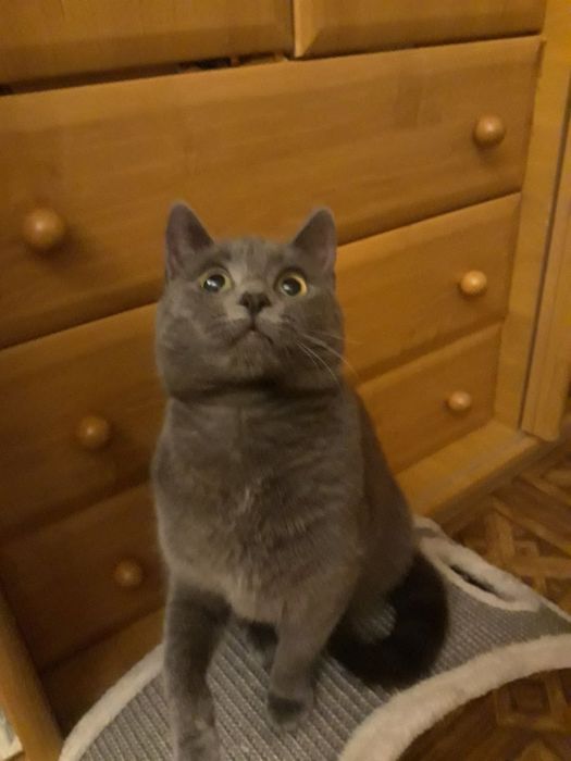 Соня ищет дом бесплатно
