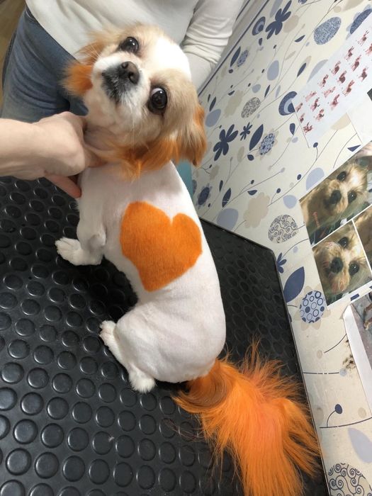 Груминг, стрижка собак