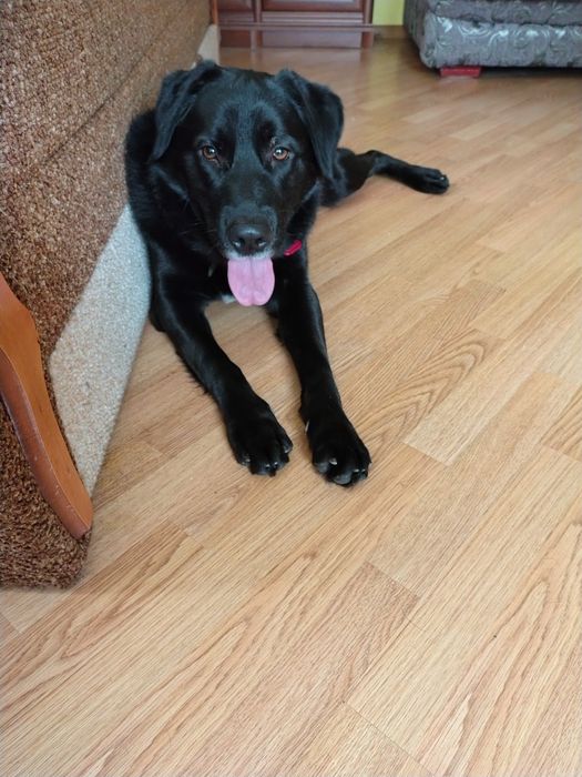 Отдадим в хорошие руки