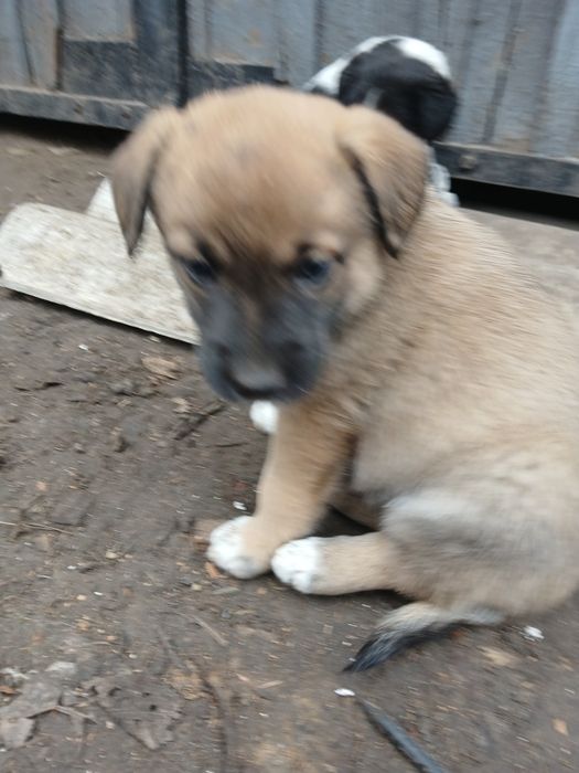 Собаки, цуценята, щенята