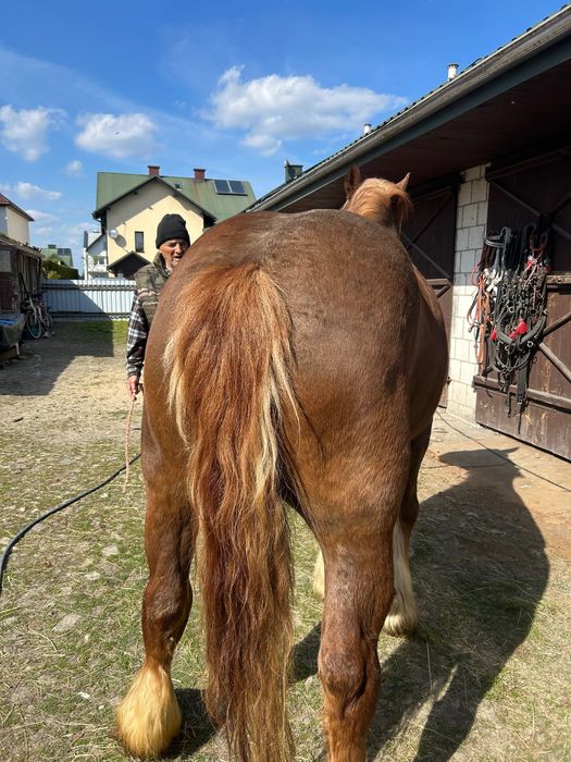 Sprzedam klacz zimnokrwista