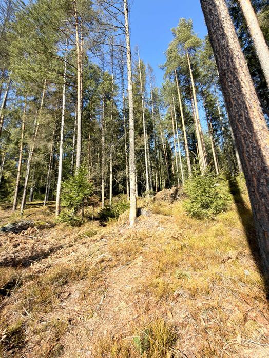 Ділянка 10 соток, м.Яремче (уч.Ямна, вихід до лісу)