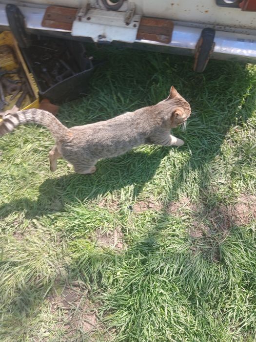 Продам запчастини москвич 412