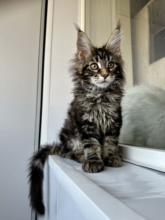 Хлопчик мейнкун мармуровий