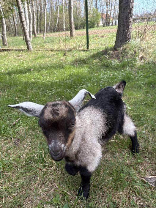 Młoda koza z mlekiem i Capkiem!