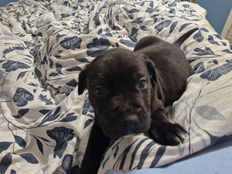 Szczeniaczki do wziecia