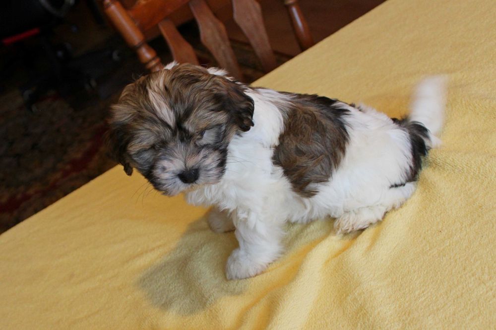 Śliczny Szczeniak z Rodowodem