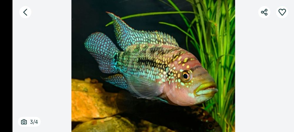 Peixe solteiro de 12/15 CMS água doce Jack Dampsy macho