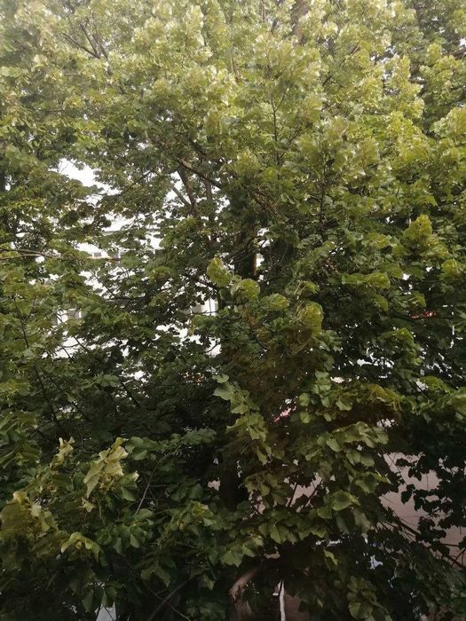 Здам офісне приміщння 27 м2, Власник