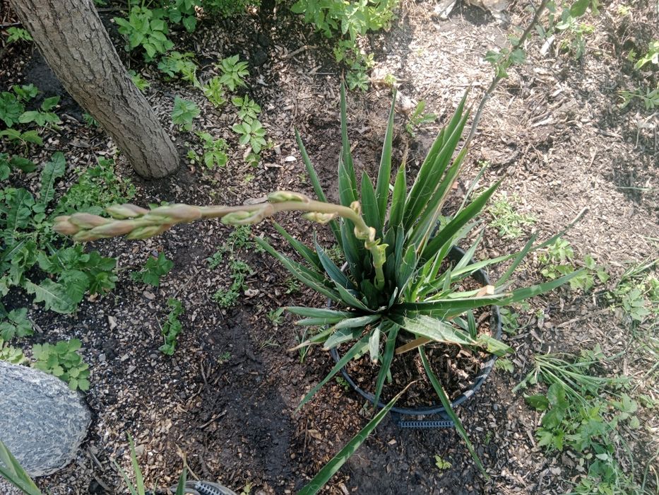 Juka ogrodowa paroletnia