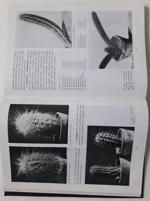 Цветущий кактус. На венгерском языке.