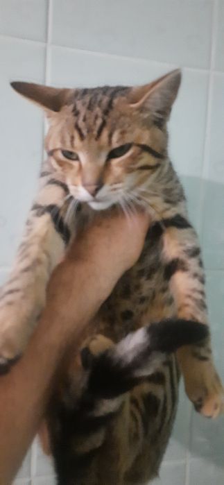 Отдам котят в хорошие руки бесплатно