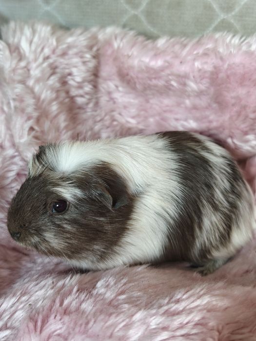 Świnka morska samica Magpie