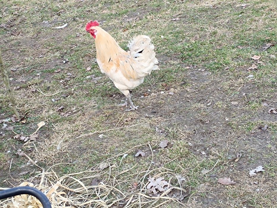 Piękne  koguty  pieją z maja -lipca  2025