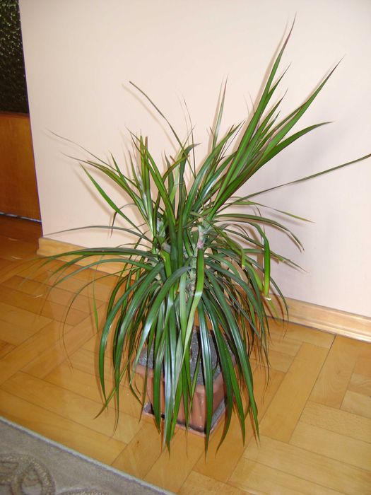 Dracena kwiat doniczkowy