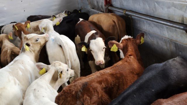 Cielaki mięsne byczki jałóweczki Pułtusk