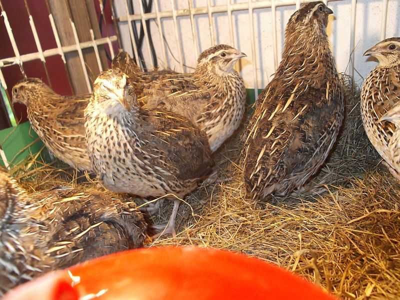 Jaja lęgowe przepiórek rasowych