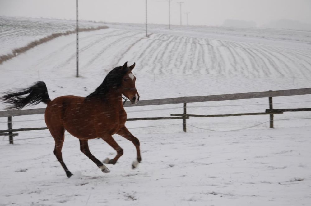 Wałach arabski po RFI UNIQUE