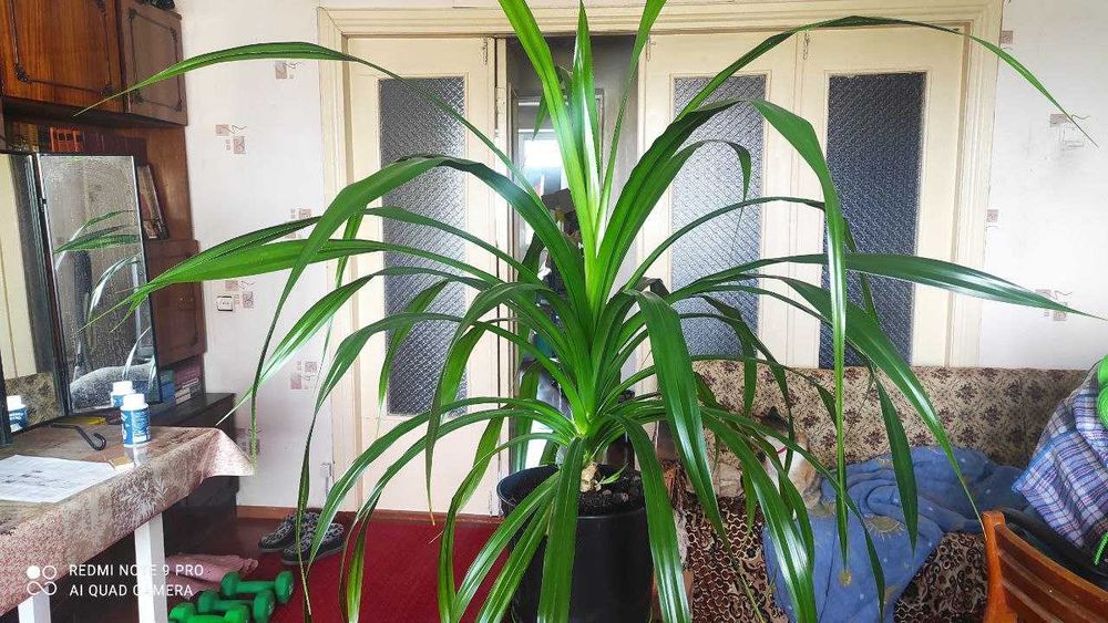 Древовидное растение панданус (Pandanus)
