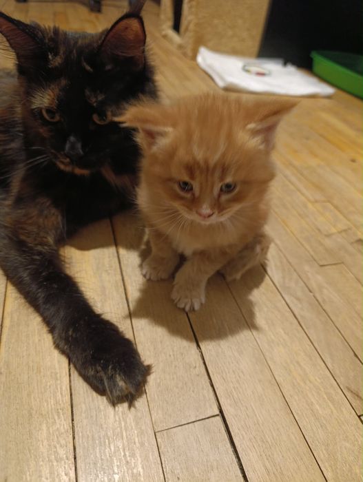 Продаж кошенят породи Мейн-кун