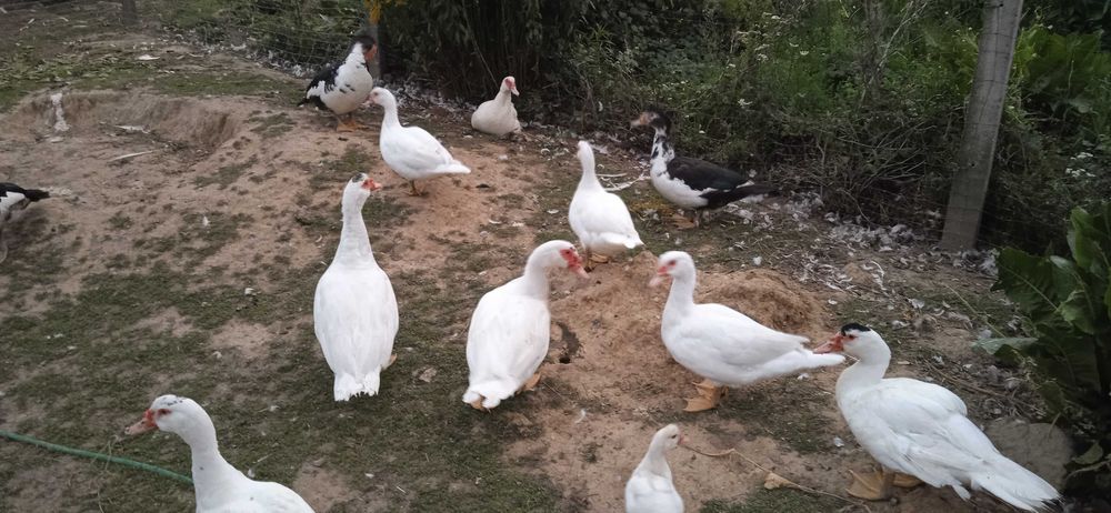 Kaczki i kaczory z 2024