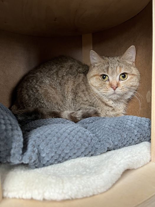 Шотландські котики з документами