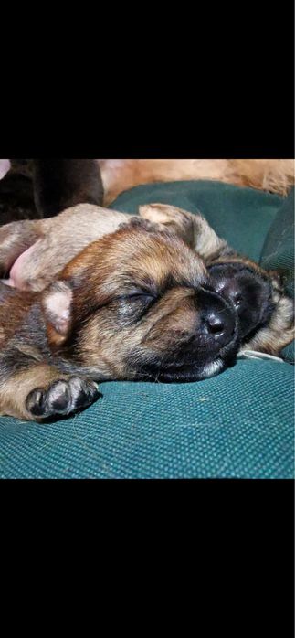 Pieski szczeniaki za darmo