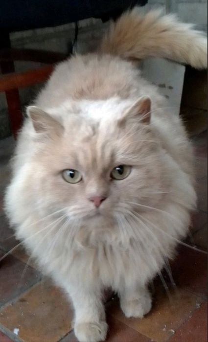 Отдам персикового пушистого кота, 2,5 года