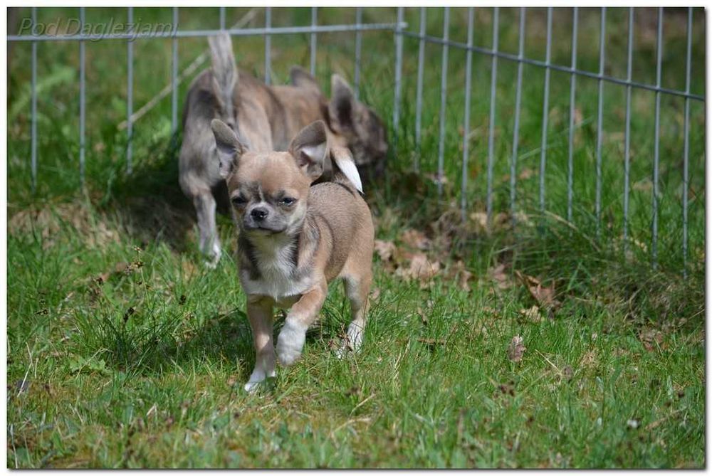 Chihuahua mini piesek