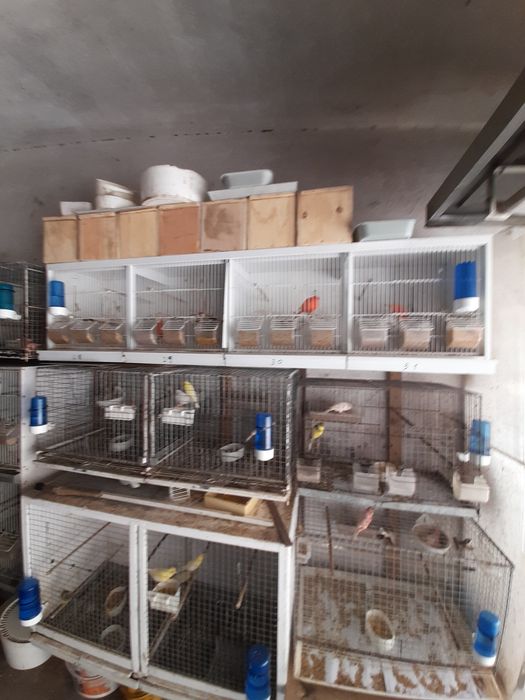 Vendo Gaiolas bom preço