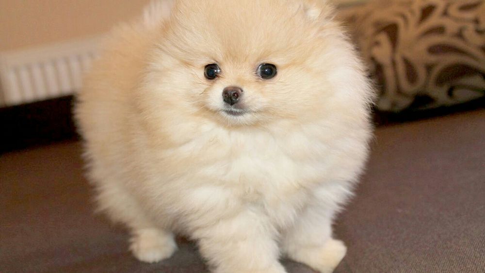 Кремові мішкі міні