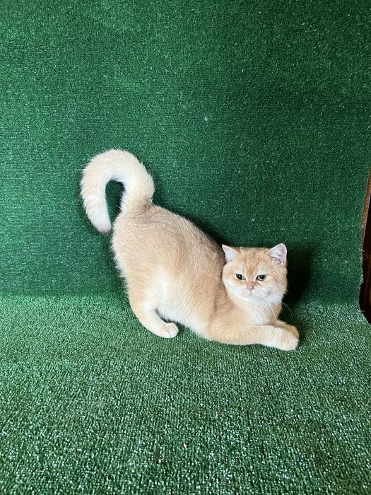 Британський котик золота шиншила BRI by 11