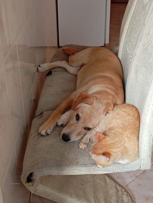 Dou labrador urgente