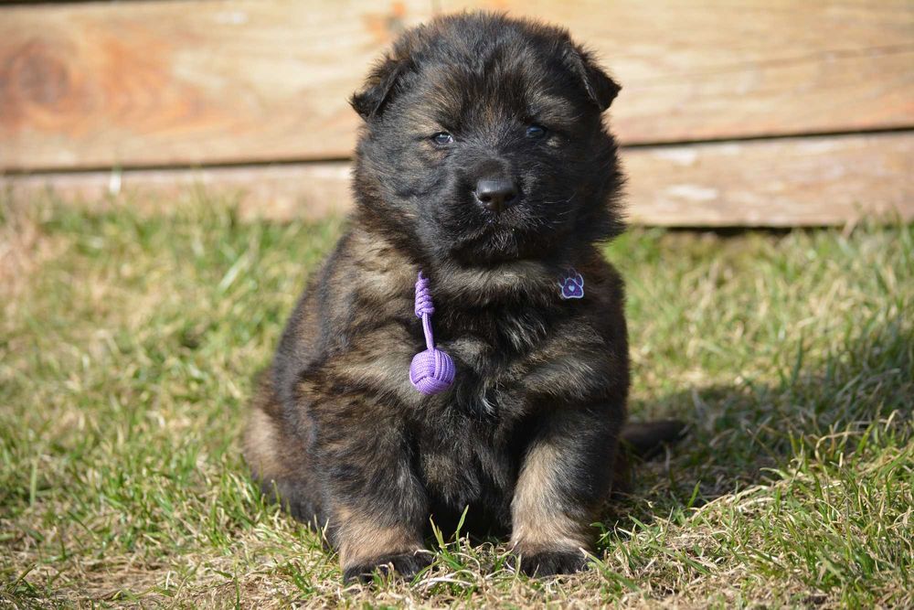 Owczarek staroniemiecki dziewczynka wilczasta