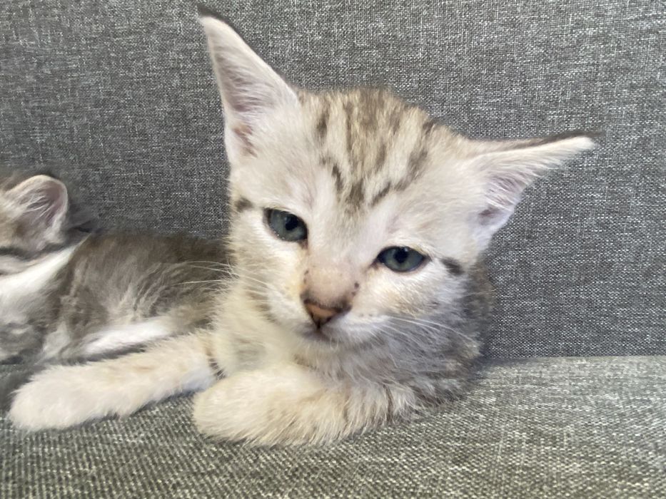 Котята скотишь двор)