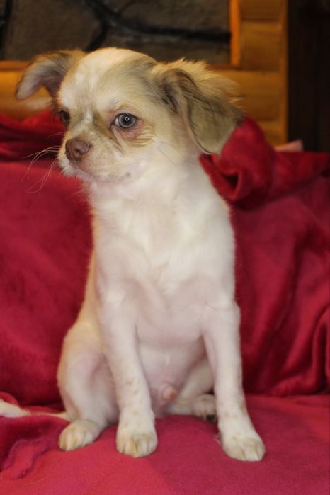 Хлопчик чихуахуа