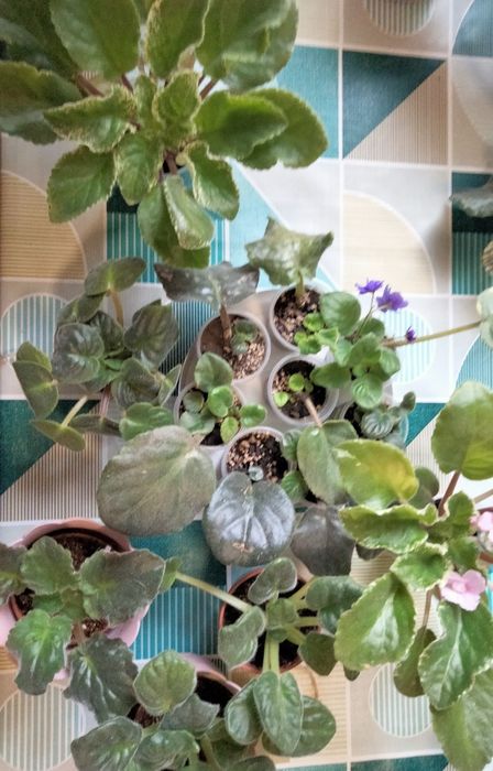 Фіалка    кімнатна