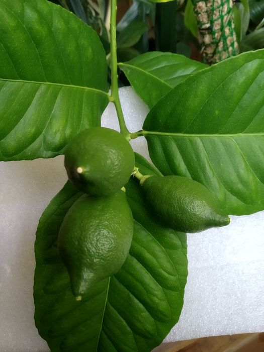 Лимон кімнатний крупноплодний