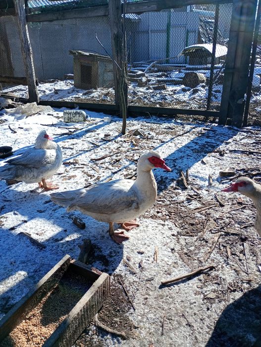 Продам 2 індо качура