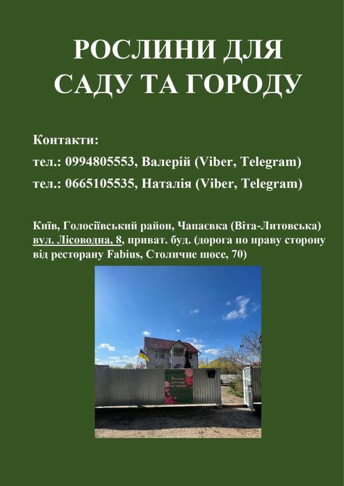 Сурфінія в горщиках (петунія, сульфінія) (розсада квітів, овочів)