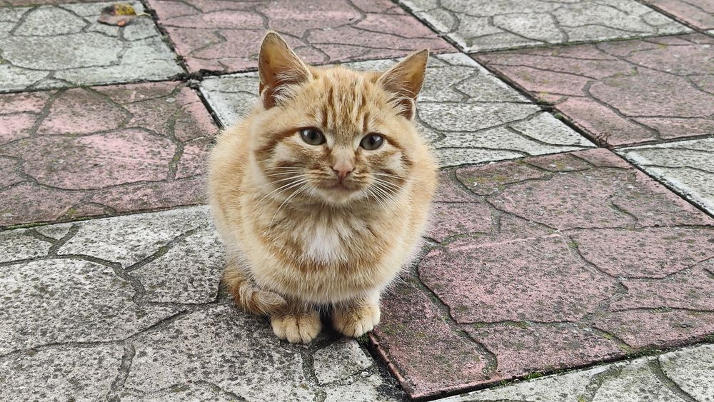 Кошенята, дівчинка і хлопчик