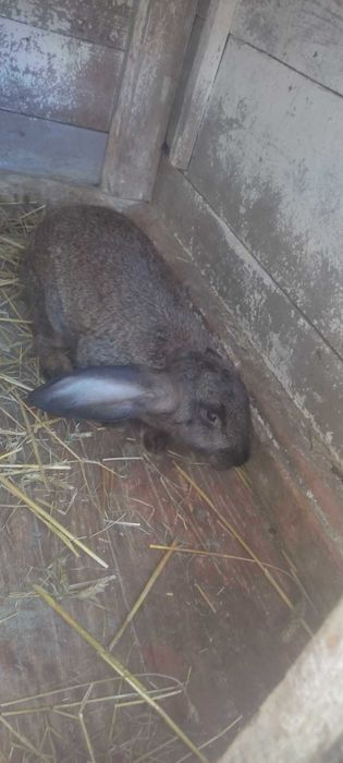 Mam na sprzedaż króliki