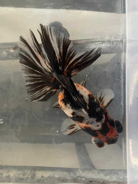 Telescópio Borboleta Calico 10/12cm