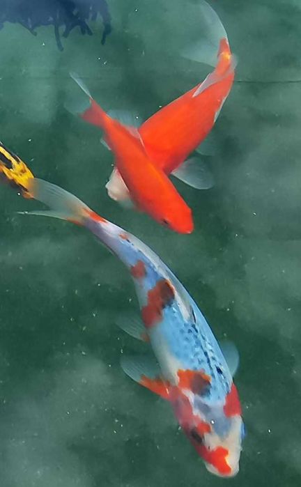 Peixes de água fria